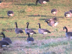 Branta hutchinsii hutchinsii