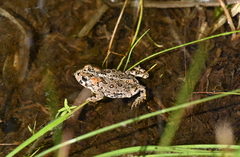 Anaxyrus canorus