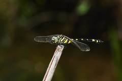 Ictinogomphus pertinax