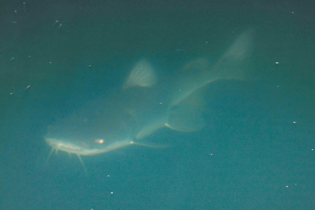 Shovelnose Catfish