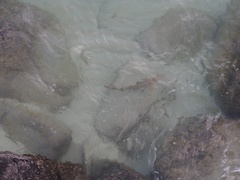 Carcharhinus melanopterus