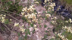 Lippia graveolens