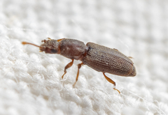 Monotomidae