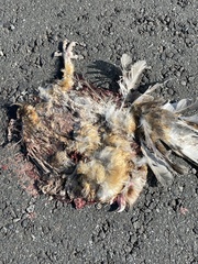 Tyto alba poensis