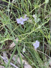 Geranium solanderi