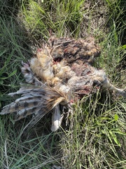 Tyto alba poensis