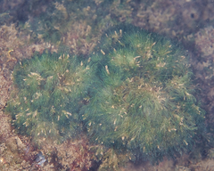 Bryopsis pennata