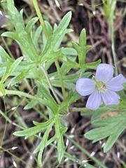 Geranium solanderi