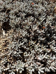 Eriogonum kennedyi