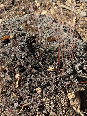 Eriogonum kennedyi