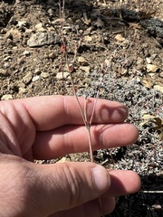 Eriogonum kennedyi