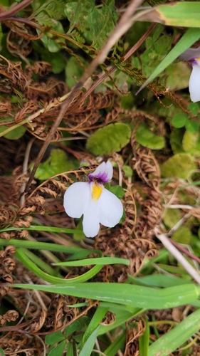 Mazus radicans (Mazus radicans)