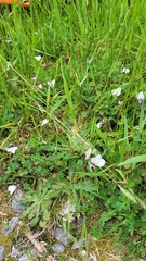 Mazus radicans