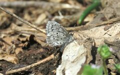 Celastrina