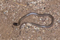 Tantilla hobartsmithi