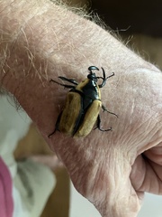 Chondropyga dorsalis