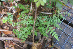 Lindsaea trichomanoides