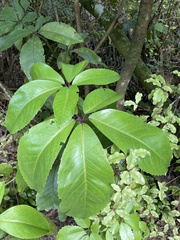 Pseudopanax laetus