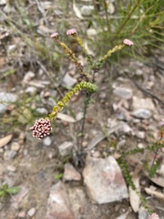 Platysace lanceolata