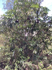 Pseudopanax laetus