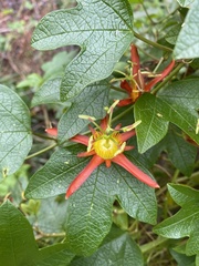 Passiflora cinnabarina
