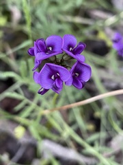 Swainsona behriana