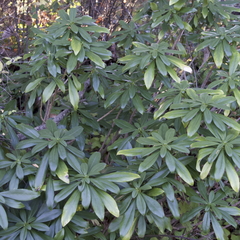 Daphne laureola