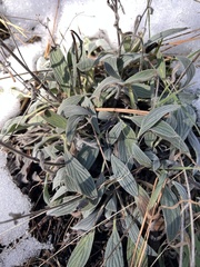 Phacelia imbricata