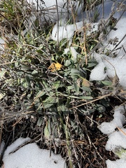 Phacelia imbricata