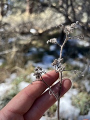 Phacelia imbricata