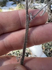 Phacelia imbricata