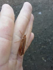Psychoglypha