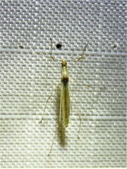 Metacanthus multispinus