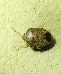 Menida spectabilis