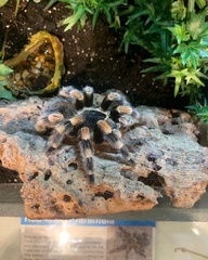 Brachypelma hamorii