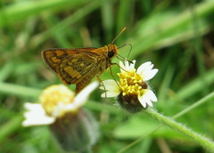Taractrocera luzonensis