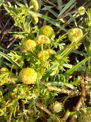 Oncosiphon pilulifer