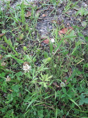 Ranunculus chinensis