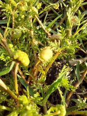 Oncosiphon pilulifer