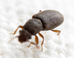 Monotomidae