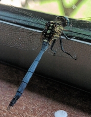 Orthetrum julia