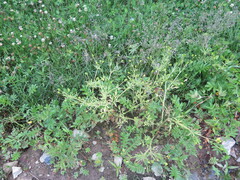Ranunculus chinensis
