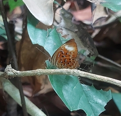 Taxila haquinus
