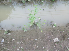 Ranunculus chinensis