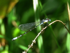 Chromagrion conditum