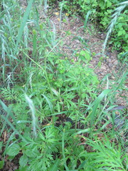 Ranunculus chinensis