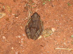 Polypedates maculatus