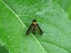 Chrysopilus thoracicus