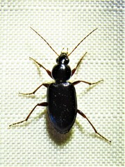 Agonum punctiforme