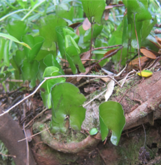 Hymenophyllum nephrophyllum